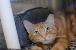 . Garfield .