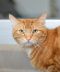 . Garfield .