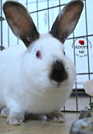 . Thumper .