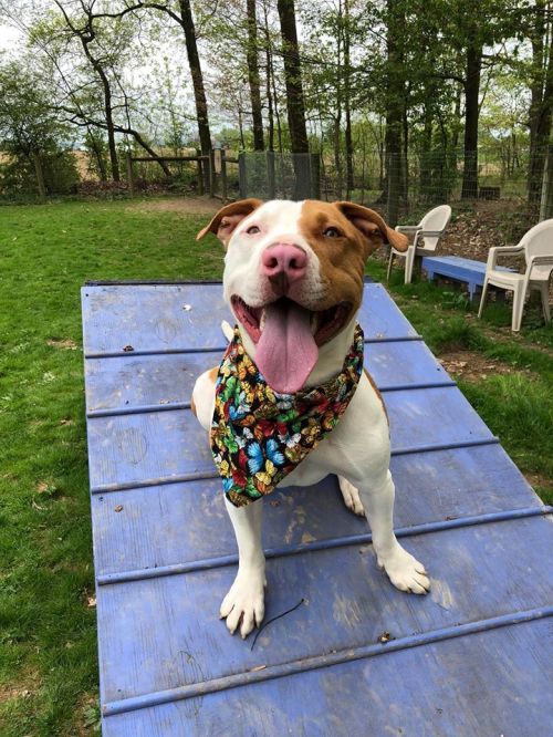 . Bam Bam, foster or foster to adopt! .