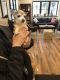 . ***COURTESY LISTING*** Wolfie .