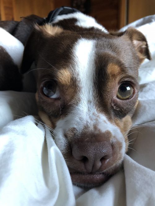 . TOBY .