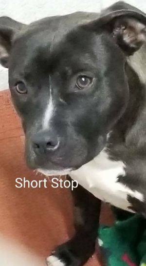 . Short Stop .