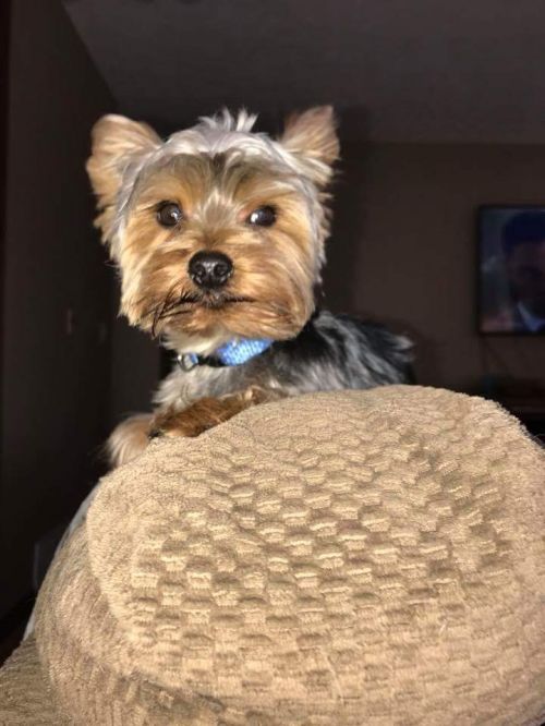 . Milo .