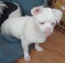 . Capone .