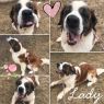 Lady