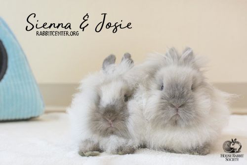 . Sienna & Josie .