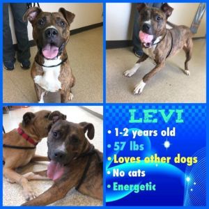 . Levi .