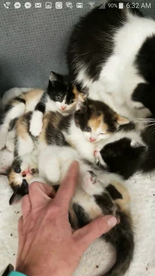 . Calicos, black/ white babies and mommy .