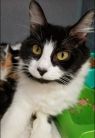 . Calicos, black/ white babies and mommy .