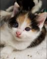 . Calicos, black/ white babies and mommy .