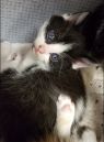 . Calicos, black/ white babies and mommy .
