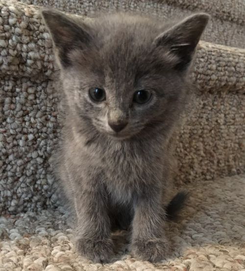 . 2 orphaned sibling .