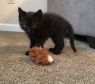 . 2 orphaned sibling .