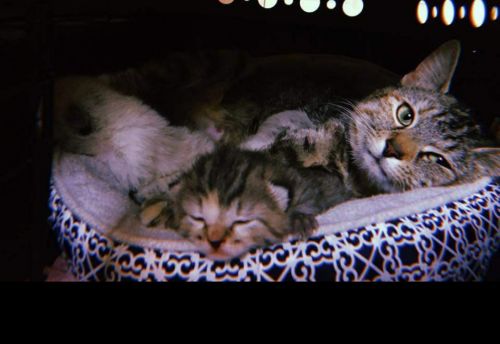 . Violet and babies .