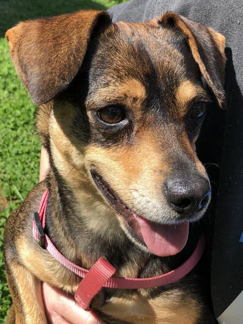 OUR ADOPTABLE DOGS Russell Rescue TN