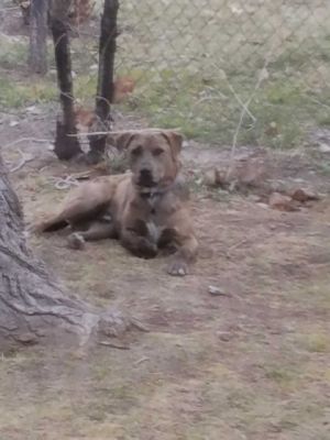 . ***COURTESY LISTING*** Grizzly .