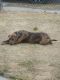 . ***COURTESY LISTING*** Grizzly .