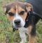 . Wishbone .