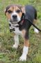 . Wishbone .