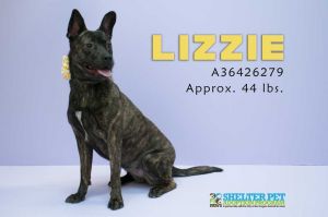 . LIZZIE .