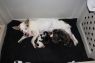 . Missy & Pups .