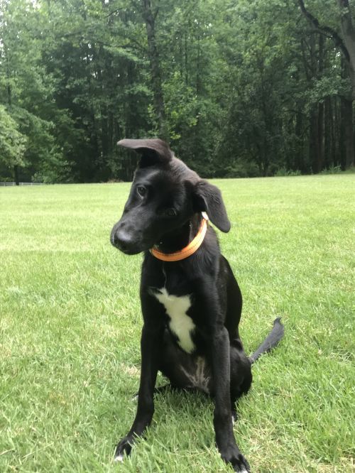 . Adoptable Ona .