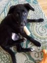 . Adoptable Ona .