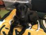 . Adoptable Ona .