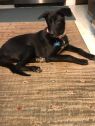 . Adoptable Ona .