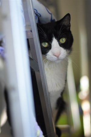 . Tux .