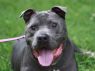 T-bone **FREE TO ADOPT**