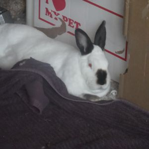 . Sophie .