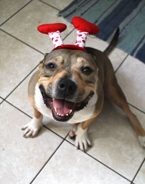 . Sapphire - My Adoption Fee is Sponsored! .