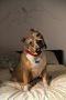 . Sapphire - My Adoption Fee is Sponsored! .