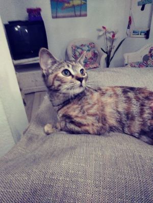 . Sabrina/DeClaw/Courtesy Post .