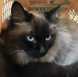 . Suki .