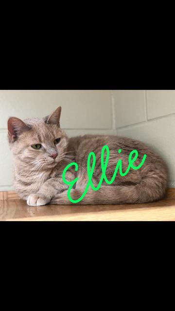 . Ellie! Colony Cat! .