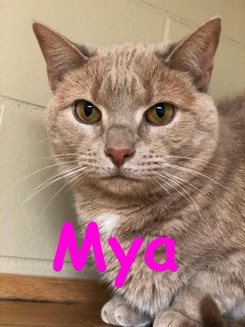 . Mya! Colony Cat! .
