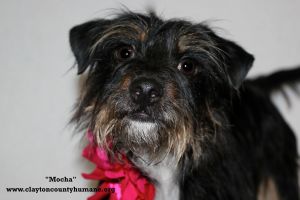 . Mocha .