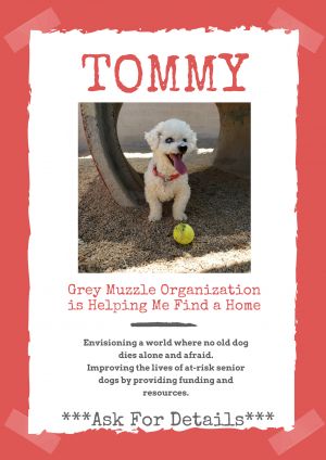 . TOMMY .