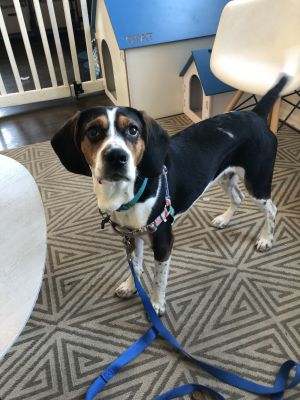 . Spiegel the Beagle .