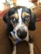 . Spiegel the Beagle .