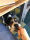 . Spiegel the Beagle .
