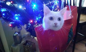 . CASPER (COURTESY POST) .