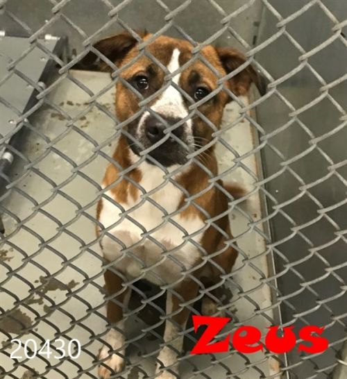 . Zeus .
