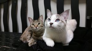 . Simon & Poppy .