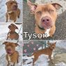 Tyson