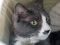 . Kitty .