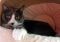 . Kitty .